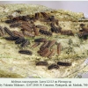 melitaea caucasogenita larva2-3b